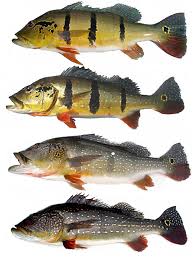 Every month we import fish from all over the world. Discriminate Among The 16 Species Of Peacock Bass Acute Angling
