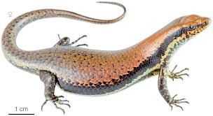 Image result for Acrotome mozambiquensis