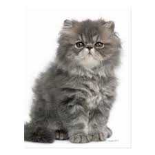 See full list on icatcare.org Persian Kitten 2 Months Old Sitting Postcard Zazzle Com Persian Kittens Persian Cat Cute Cats And Kittens