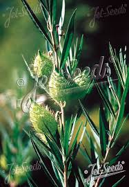 Image result for Gomphocarpus fruticosus