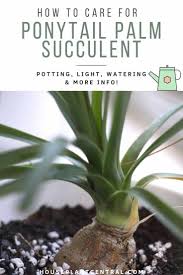 Spider mites may show up on the undersides of ponytail palm leaves. Ponytail Palm Care Info Beaucarnea Recurvata Houseplant Central