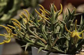 Image result for Orbea rogersii