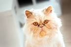 Best Cat Breeds for Pet Therapy - Pawversity