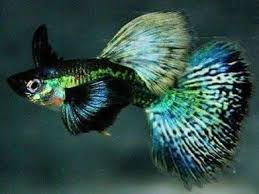 Pin By Tekin Alptekin On Lepistes Guppy Fish Fish Pet Fish