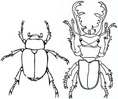 Six legged beetle coloring pages to color, print and download for free along with bunch of favorite beetle coloring page for kids. Goliath And Stag Beetle Coloring Page For Insect Fans In 2021 Animal Coloring Pages Insect Coloring Pages Coloring Pages