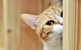 All About Ginger Cats Facts Lifespan And Intelligence
