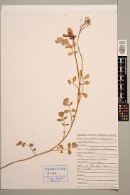 Image result for Nasturtium microphyllum