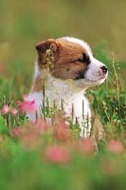 Dogonut Penjelasan Sains Tentang Perilaku Aneh Anjing In 2021 Cute Puppy Wallpaper Puppy Wallpaper Cute Puppies