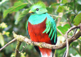 Die vielfalt an fauna und flora in costa rica war überwältigend, vor allem in den nationalparks, aber auch anderswo. Kinderweltreise Ç€ Costa Rica Tiere Pflanzen
