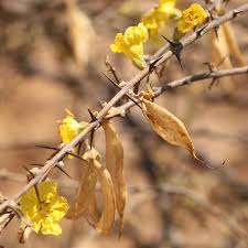 Image result for Rhigozum brevispinosum