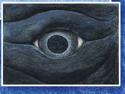 I was lobster diving and a humpback whale tried to eat me. Eye Of The Whale Spot The Whale