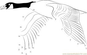 Such as png, jpg, animated gifs, pic art, logo, black and white, transparent, etc. Canada Goose Fly Dot To Dot Printable Worksheet Connect The Dots