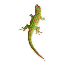 Giant Day Geckos For Sale Phelsuma Sp Petco