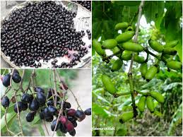 Descended from the dutch, the portuguese, the british and other foreigners who. Jam à¦œ à¦® Kalo Jam à¦• à¦² à¦œ à¦® Jambul Malabar Plum Syzygium Cuminip Giant Vegetable Tropical Fruits Fruit