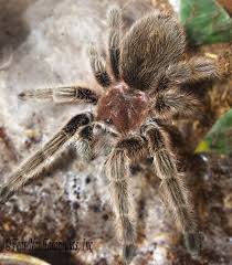 Image result for Rotala gossweileri