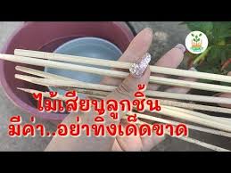 ไม เส ยบล กช น ตะเก ยบ ทำให ต นไม งามได youtube ตะเก ยบ
