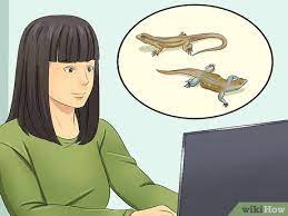 3 Ways To Catch A Lizard Without Using Your Hands Wikihow