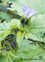 Image result for Nicandra