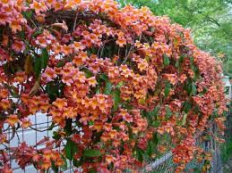 Moon valley nurseries has a wide selection of citrus and fruit trees to choose from. Crossvine Texas Native Landcape Designer Sun Part Shade Evergreen Vines Flowering Vines Native Plants