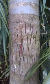 The rainforest is the perfect habitat for these plants to grow, they can be widely found all around the forest. Caring For Freeze Damaged Palms