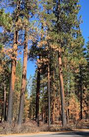 There are about 115 species of pine, although different authors accept pine trees (pinus) have the wonderful distinction of being adaptable to wide ranges. Beyond Toxics How Old Growth Ponderosa Pine Trees Became Hazardous Waste
