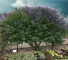 Image result for Vitex