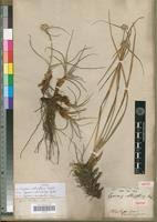 Image result for Cyperus obtusiflorus