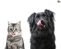 Know where your dog is. How To Stop Your Cat From Eating Dog Food Pets4homes