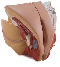 The internal parts of the female reproductive system include: Female Genital Organ 4 Parts Code 6180 15 Altay Scientific Anatomy And Biology