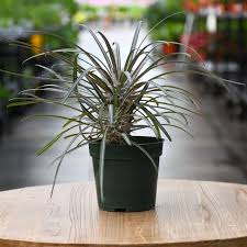 Image result for Pachypodium lamerei