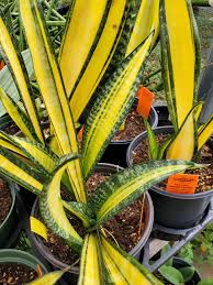 Image result for Sansevieria trifasciata