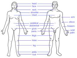 This is the region of the chest from the thoracic inlet to the thoracic diaphragm. Body Parts Ginger Wildheart
