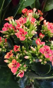 Kalanchoe Blossfeldiana Flaming Katy Widow S Thrill In 2020 Kalanchoe Blossfeldiana Kalanchoe Flowers Seasonal Flowering Plants