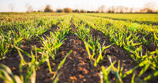 Climate change, intercropping, pest control and beneficial microorganisms (sustainable agriculture reviews, band 2) 341,33 eur*. Soil Is Our Ally Yet We Treat It As An Enemy Why Are Healthy Soils Key To A Sustainable Agricultural Model Pan Europe