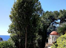 Image result for Elaeodendron