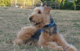 Check spelling or type a new query. Tips For Training An Unruly Airedale Terrier Pethelpful
