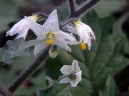 Image result for Solanum villosum