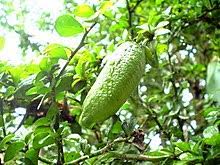 Check spelling or type a new query. Citrus Australasica Wikipedia