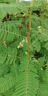 Image result for Sesbania sesban