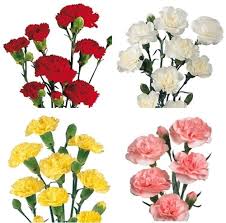 Pin On Shop For Wholesale Bulk Fresh Flowers