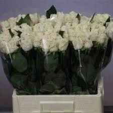 Trandafiri Rosa Royal Jewel De Vanzare Floral Design Floral Plants