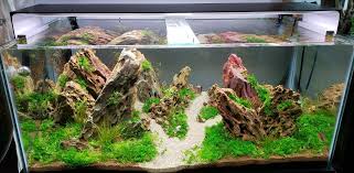 9 frequently asked questions about planted aquarium substrate. Secret Guide How To Get Crystal Clear Aquarium Water Aquapros
