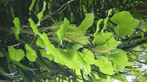 Image result for Chasmanthera dependens