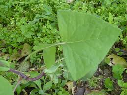 Image result for Sonchus oleraceus