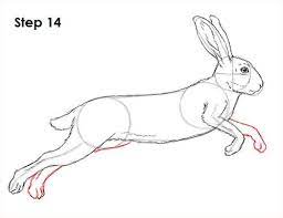 In this tutorial, i'll show you how to draw a domestic pig, a wild boar and a warthog. Hare Jackrabbit Drawing 14 Animal Drawings Rabbit Drawing Sketches