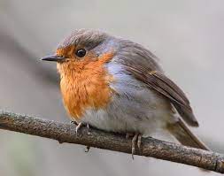 Check spelling or type a new query. Gallery Ru Foto 35 Snegiri Zaryanki Malinovki Mosca Zaryanka Malinovki Dikie Pticy