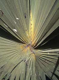 Image result for Borassus aethiopum