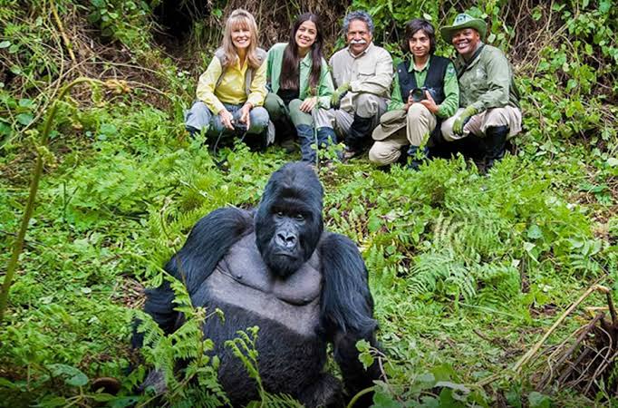 Volcanoes National Park Rwanda: Activities, Tours & Lodges