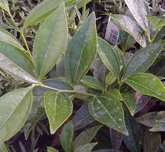 Image result for Menispermaceae