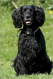 Check spelling or type a new query. Buy Darling Black English Cocker Spaniel Puppy Dog Journal Book Online At Low Prices In India Darling Black English Cocker Spaniel Puppy Dog Journal Reviews Ratings Amazon In